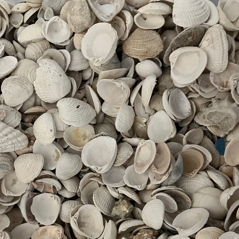 Assorted White Seashells - Picture 2 of 6